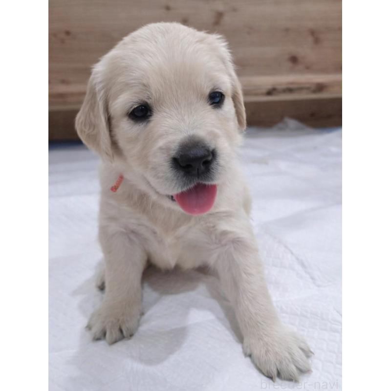 販売中の兵庫県のゴールデンレトリーバー-435141の3枚目