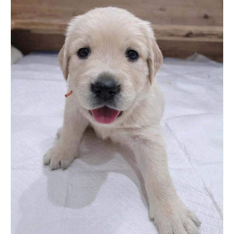 販売中の兵庫県のゴールデンレトリーバー-435141の2枚目