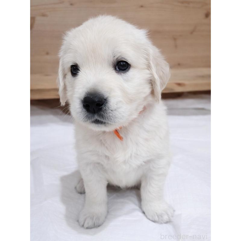 販売中の兵庫県のゴールデンレトリーバー-435145の5枚目