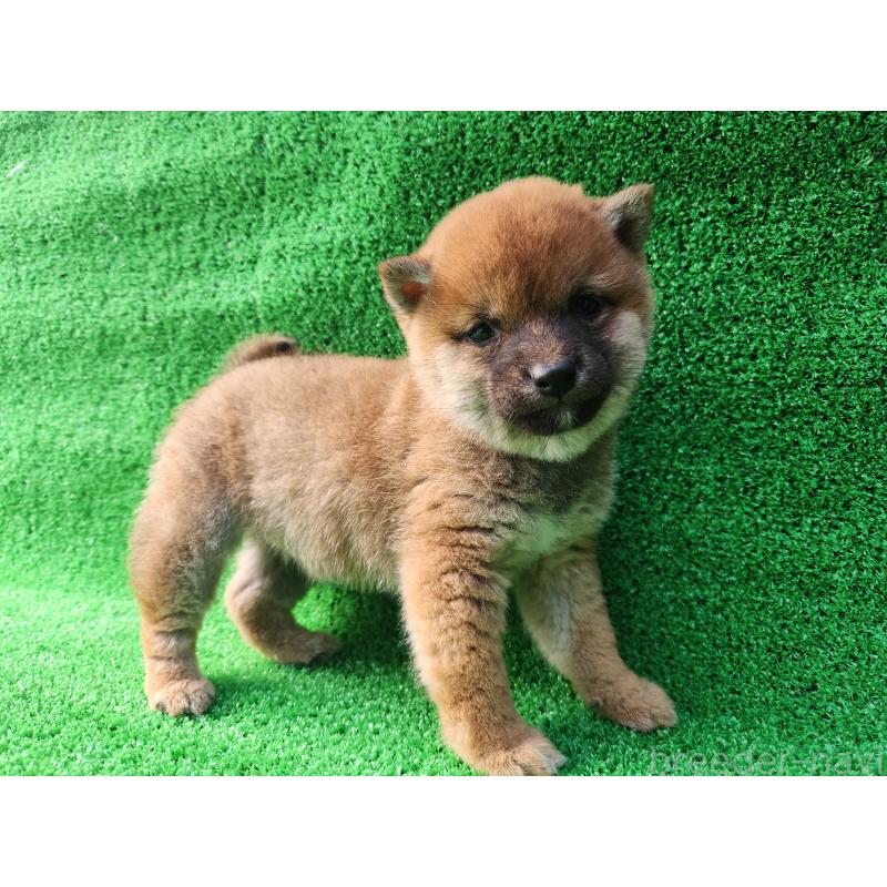 販売中の熊本県の豆柴-432083