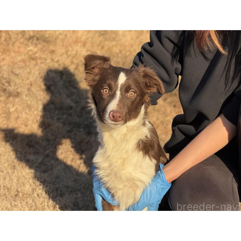 販売中の鹿児島県のボーダーコリー-399580の4枚目