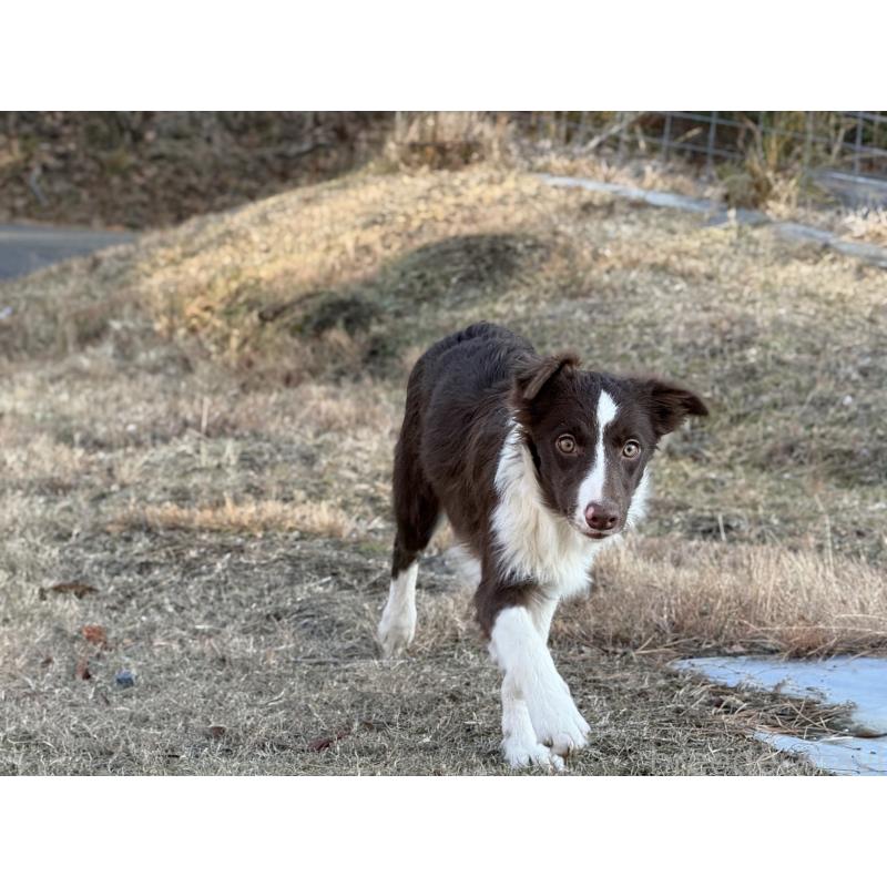 販売中の鹿児島県のボーダーコリー-399580の3枚目