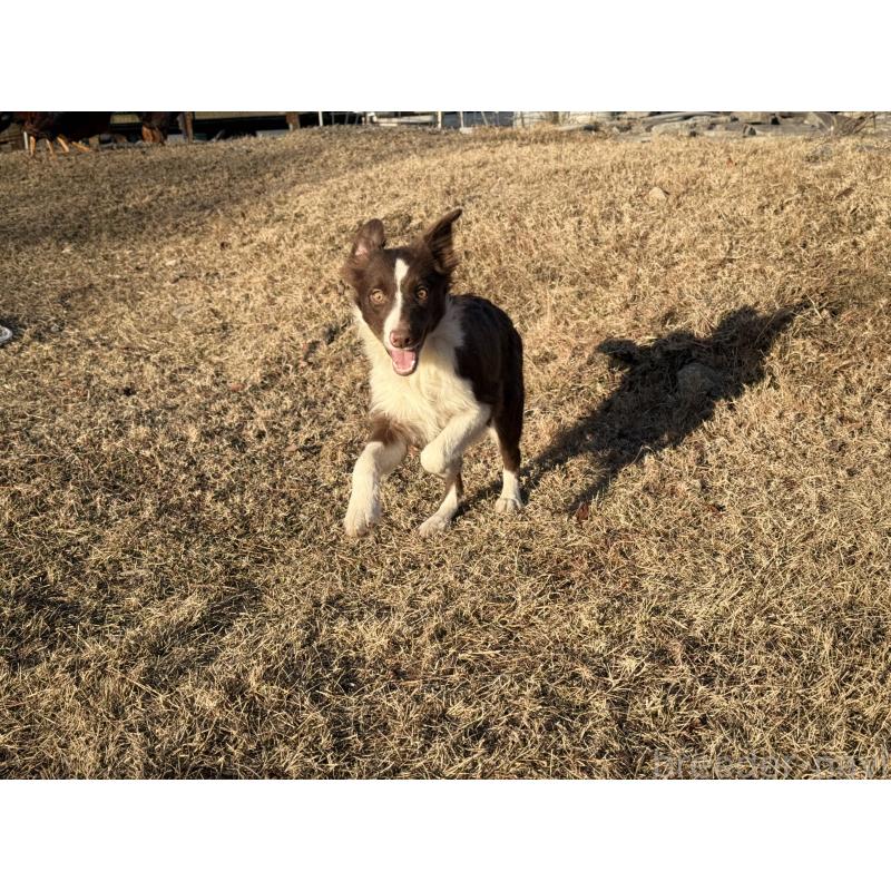 販売中の鹿児島県のボーダーコリー-399580の2枚目