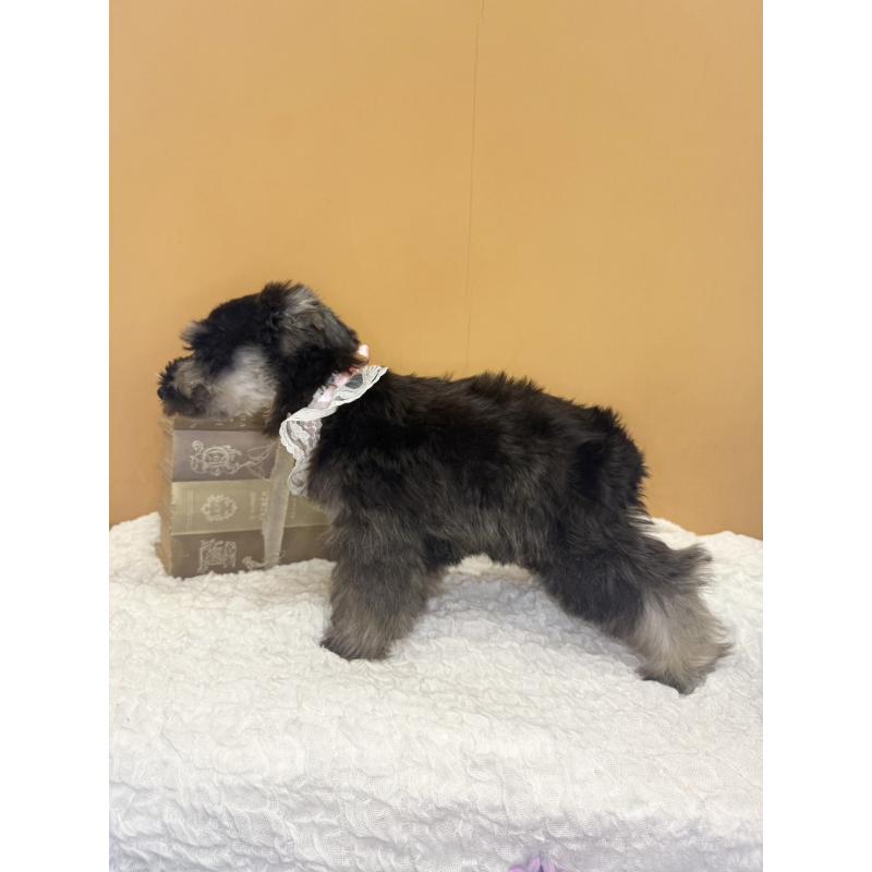 販売中の茨城県のミニチュアシュナウザー-418749の9枚目