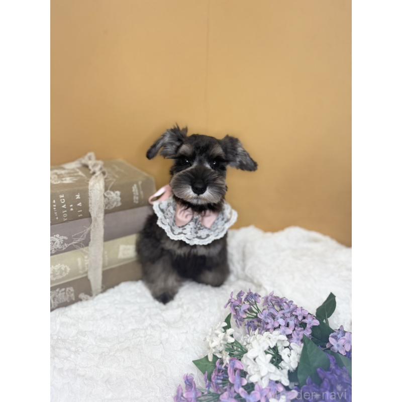 販売中の茨城県のミニチュアシュナウザー-418749の8枚目