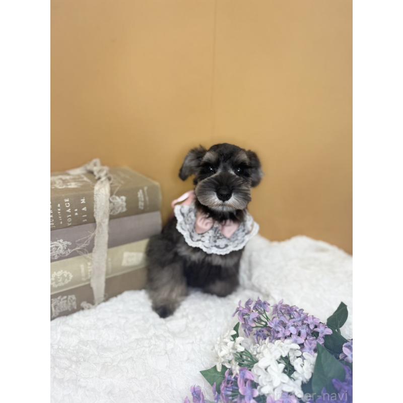 販売中の茨城県のミニチュアシュナウザー-418749の7枚目