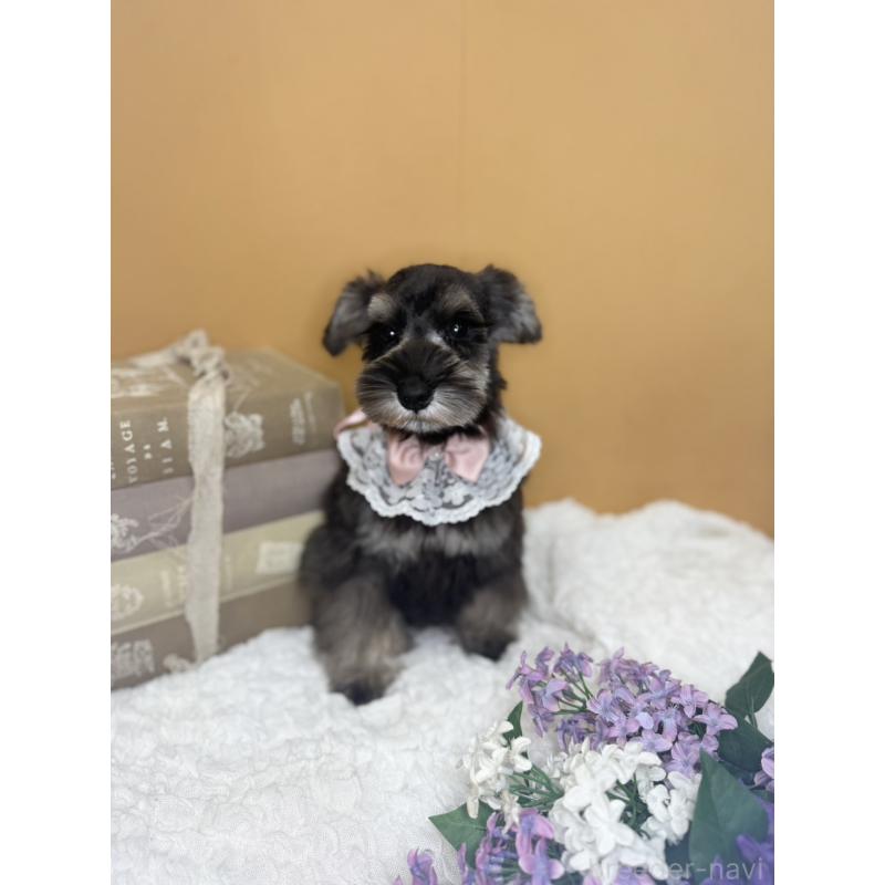 販売中の茨城県のミニチュアシュナウザー-418749の6枚目