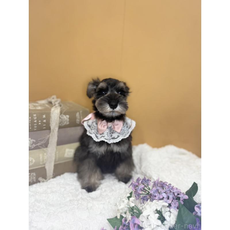 販売中の茨城県のミニチュアシュナウザー-418749の5枚目