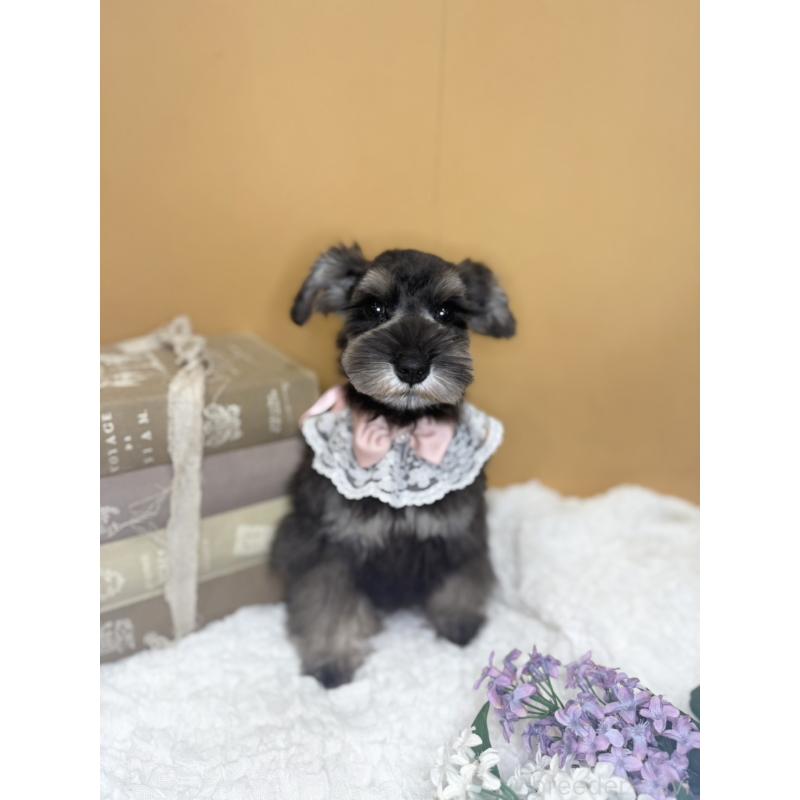 販売中の茨城県のミニチュアシュナウザー-418749の4枚目