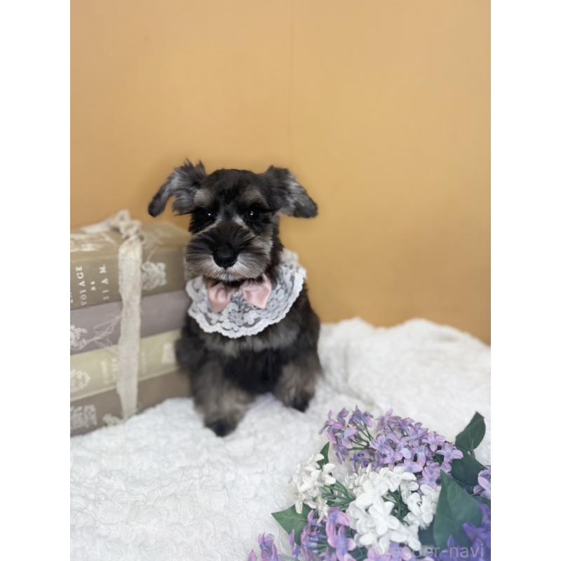 販売中の茨城県のミニチュアシュナウザー-418749の3枚目