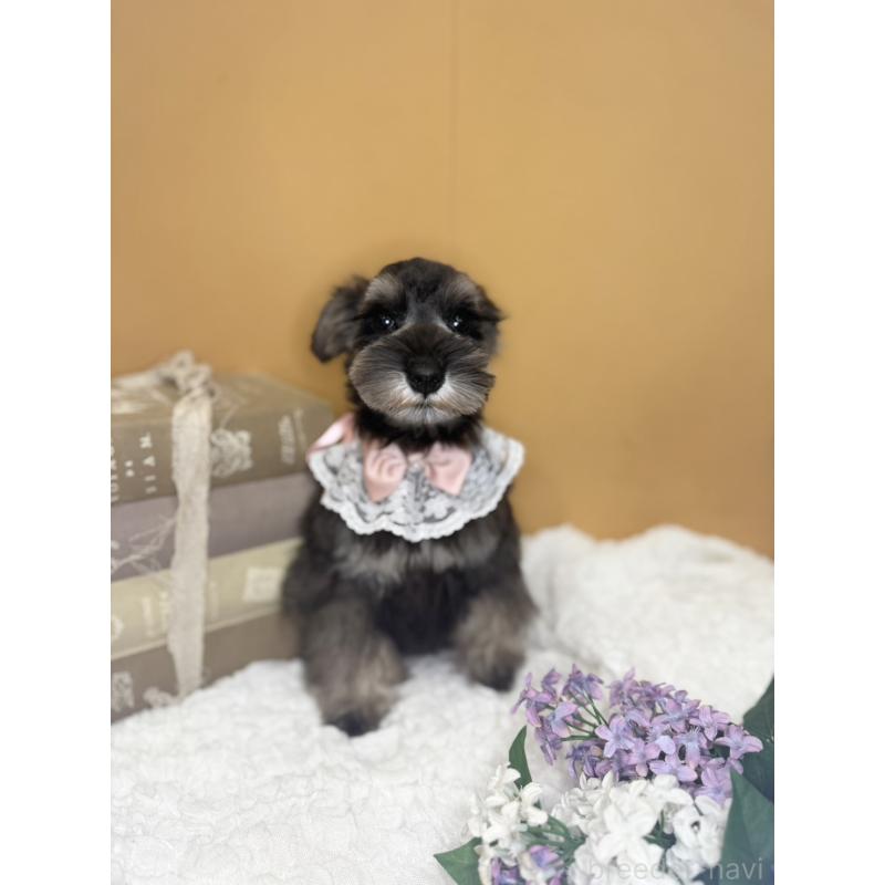 販売中の茨城県のミニチュアシュナウザー-418749の2枚目