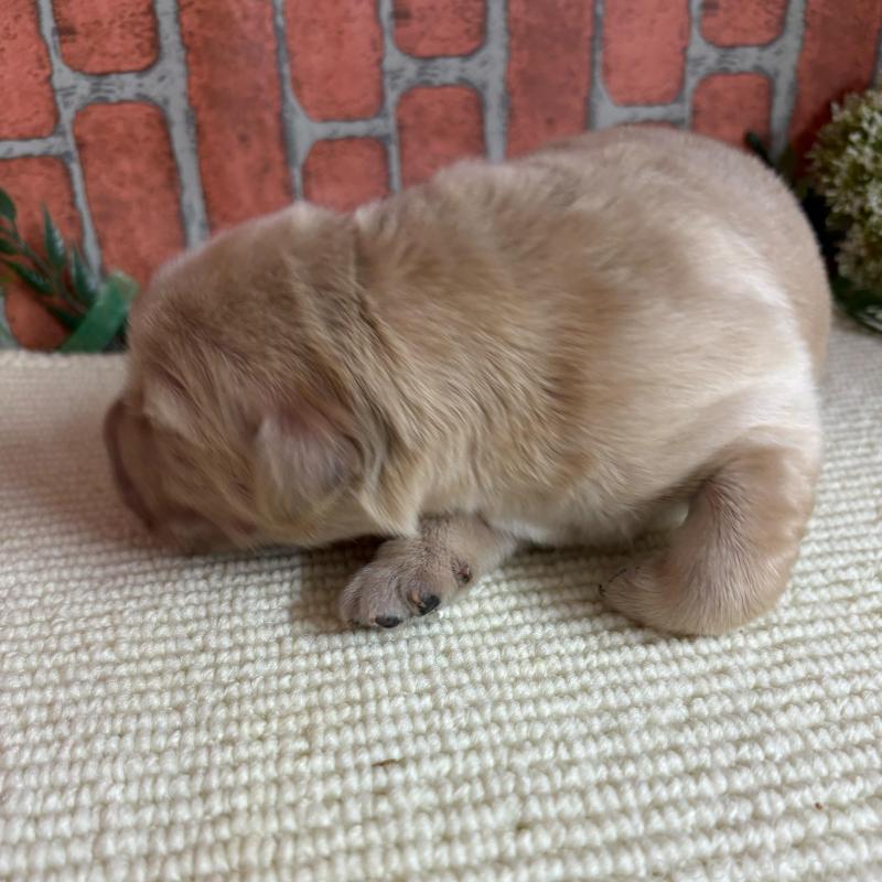 販売中の埼玉県のゴールデンレトリーバー-435151の5枚目