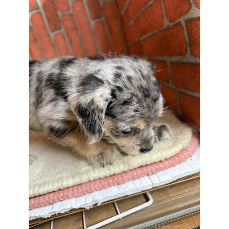 販売中の埼玉県のミックス犬-435152の3枚目