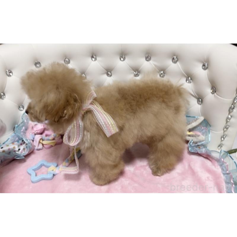 販売中の徳島県のティーカッププードル-420565の3枚目