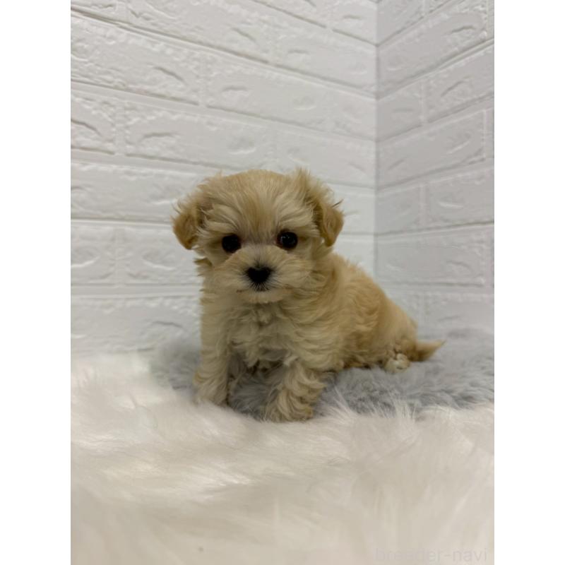 販売中の岡山県のマルプー:マルチーズ×トイプードル-435359の8枚目