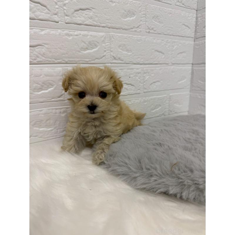 販売中の岡山県のマルプー:マルチーズ×トイプードル-435359の5枚目