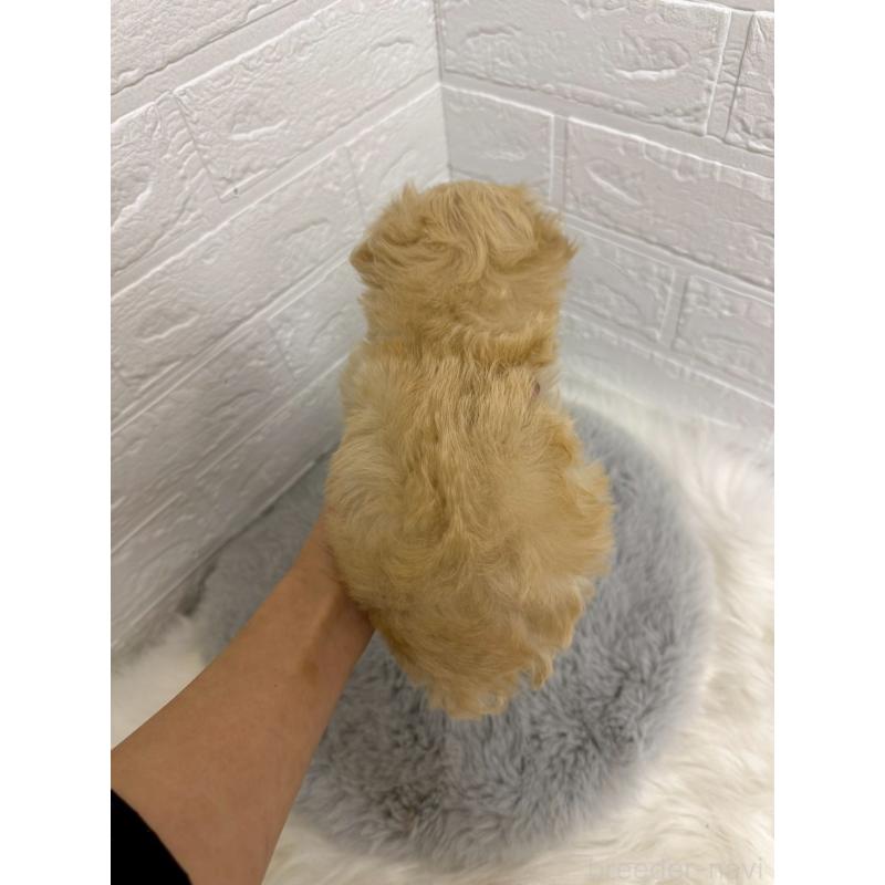 販売中の岡山県のマルプー:マルチーズ×トイプードル-435359の4枚目