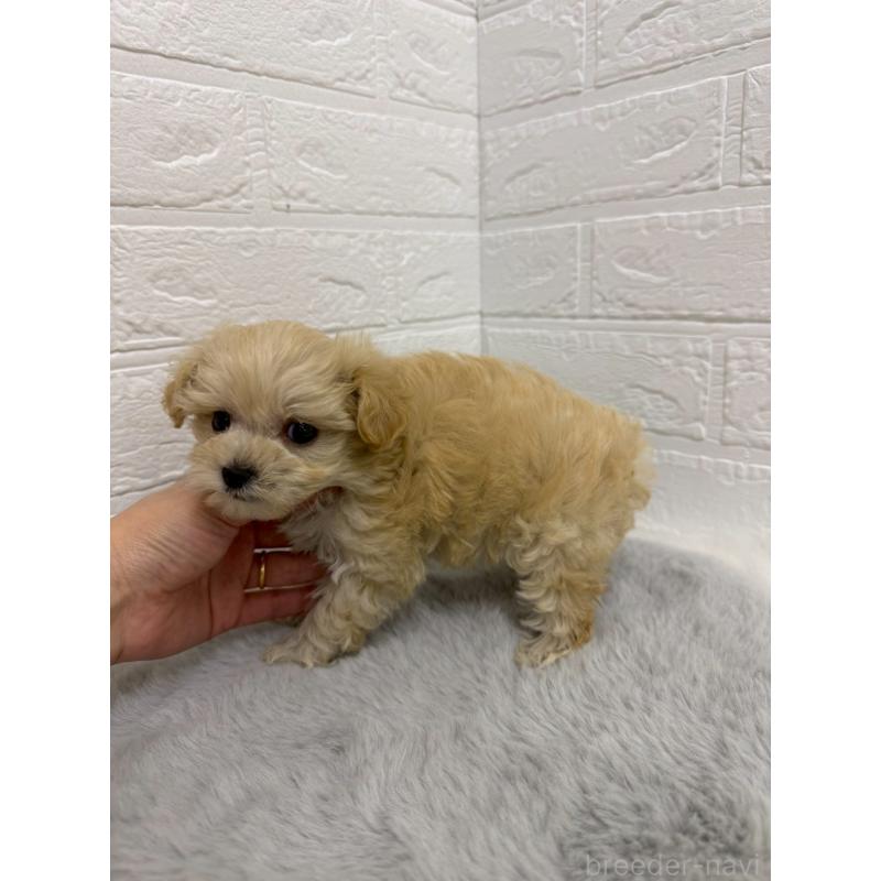 販売中の岡山県のマルプー:マルチーズ×トイプードル-435359の3枚目