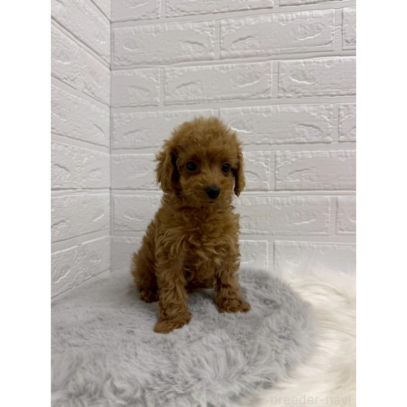 販売中の岡山県のタイニープードル-435360の8枚目