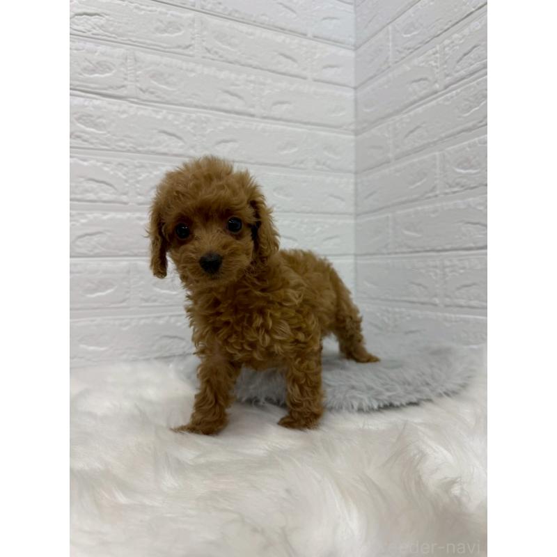 販売中の岡山県のタイニープードル-435360の7枚目