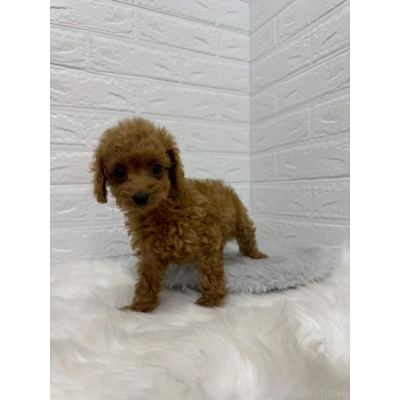 販売中の岡山県のタイニープードル-435360の5枚目