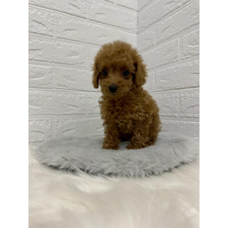 販売中の岡山県のタイニープードル-435360の4枚目