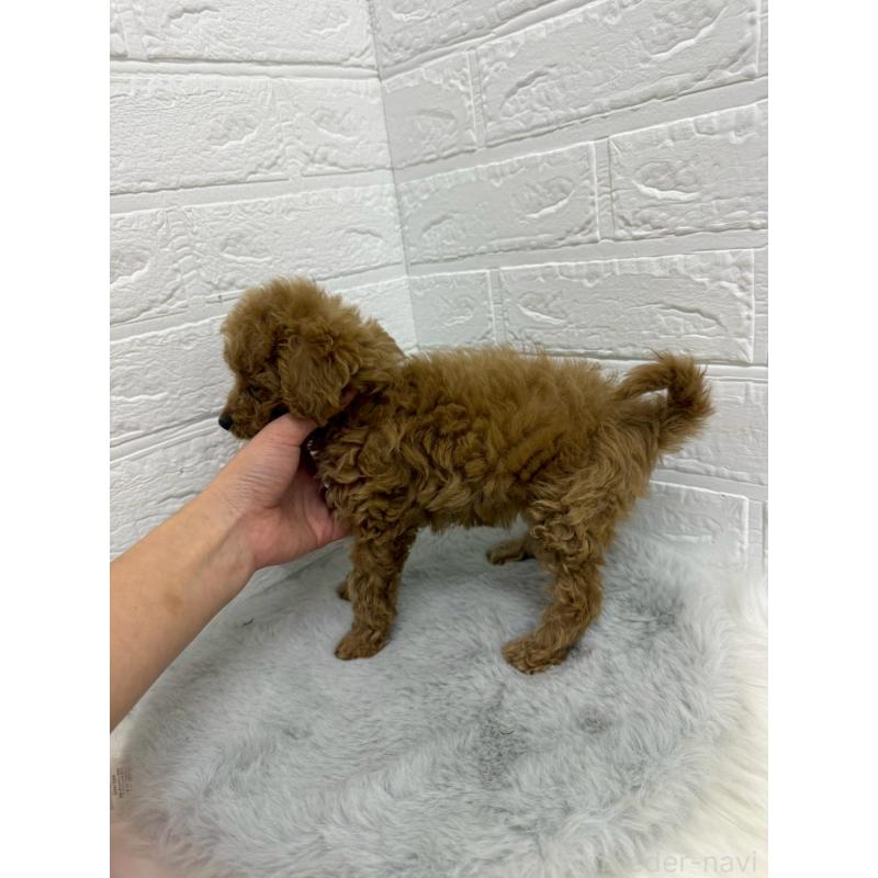 販売中の岡山県のタイニープードル-435360の3枚目