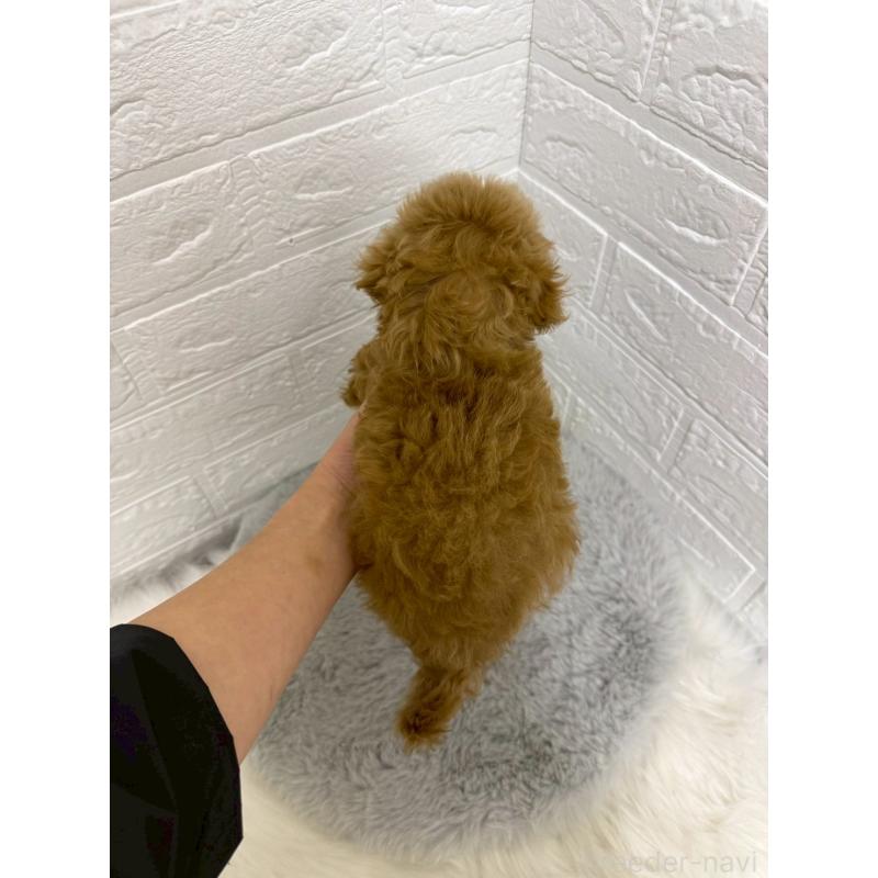 販売中の岡山県のタイニープードル-435360の2枚目