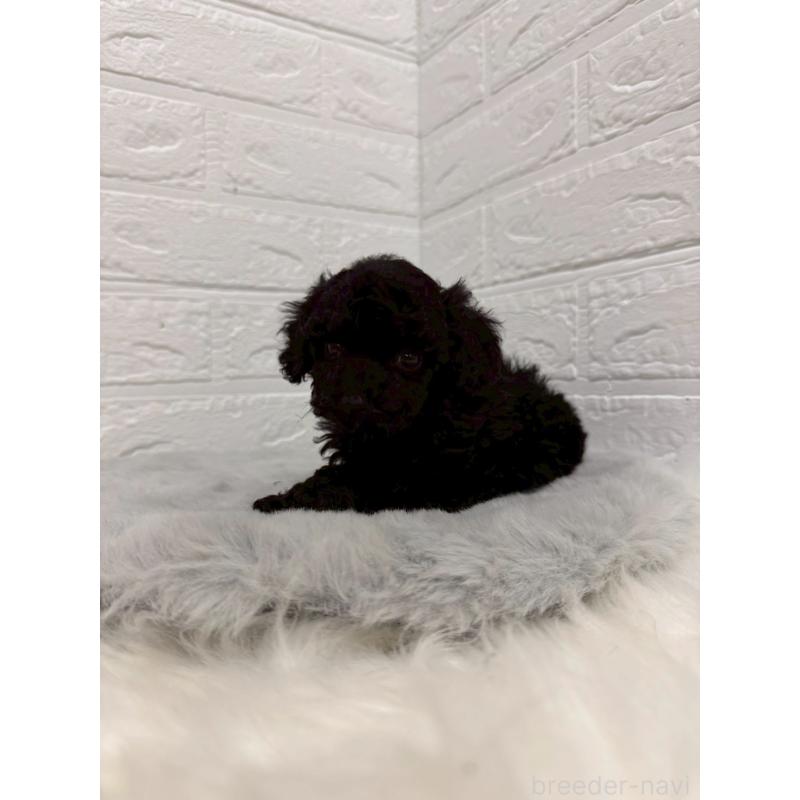 販売中の岡山県のタイニープードル-435361の14枚目