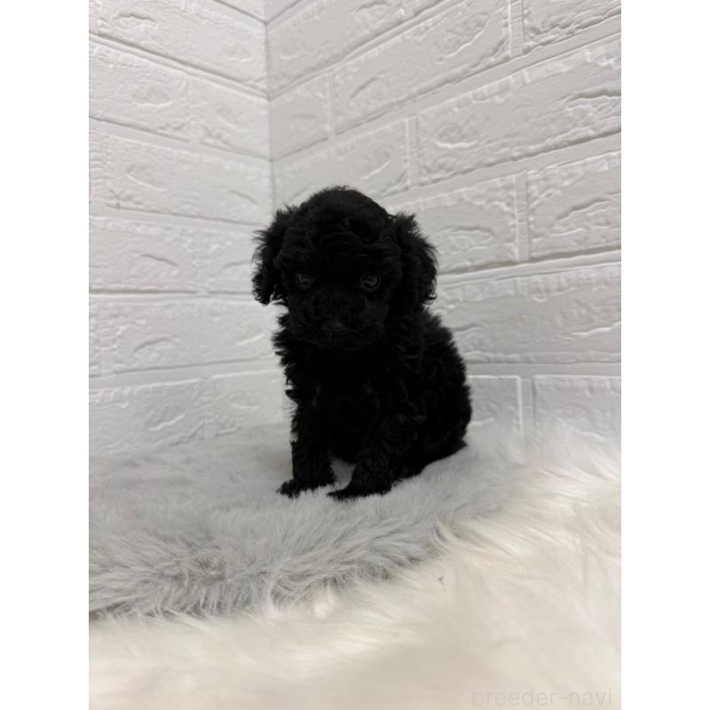 販売中の岡山県のタイニープードル-435361の4枚目