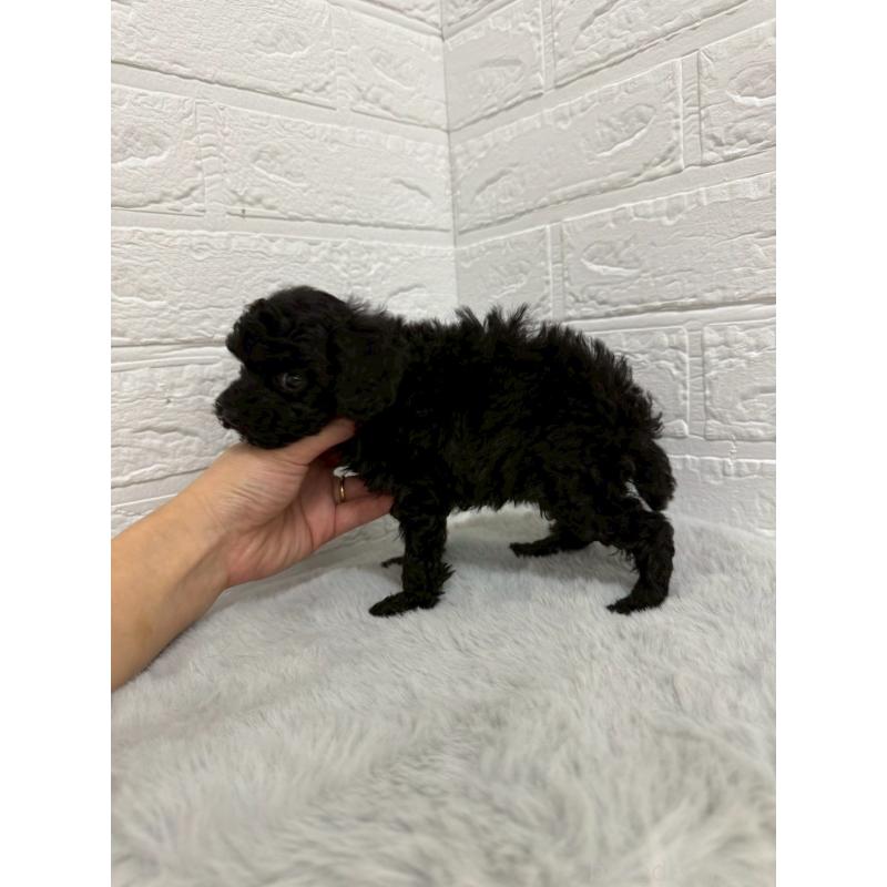 販売中の岡山県のタイニープードル-435361の2枚目