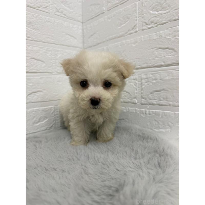 販売中の岡山県のビションフリーゼ-435362の13枚目