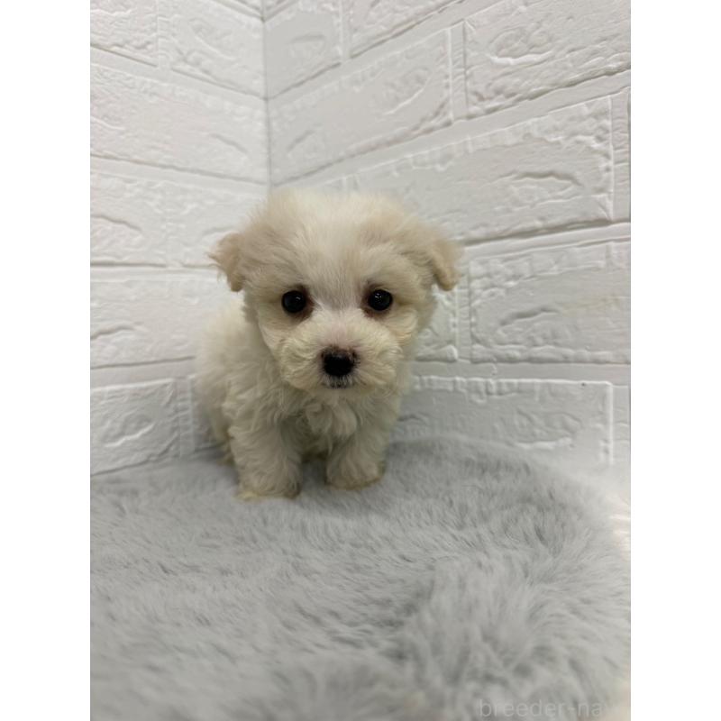 販売中の岡山県のビションフリーゼ-435362の12枚目