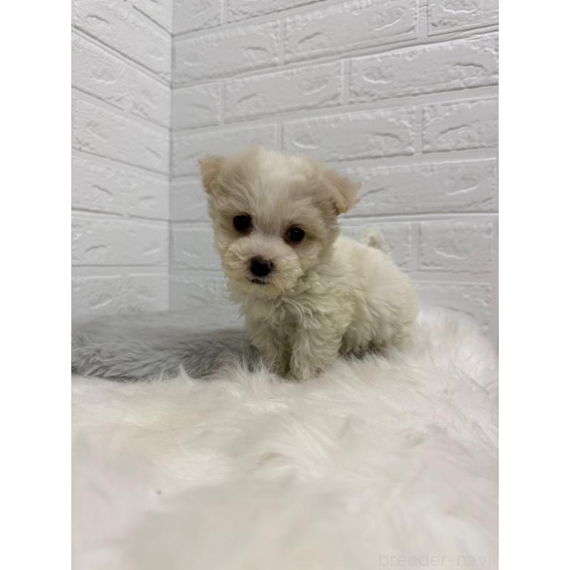 販売中の岡山県のビションフリーゼ-435362の11枚目