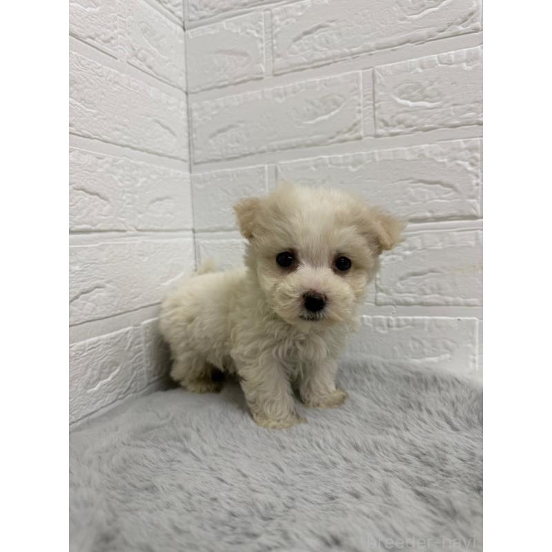 販売中の岡山県のビションフリーゼ-435362の10枚目