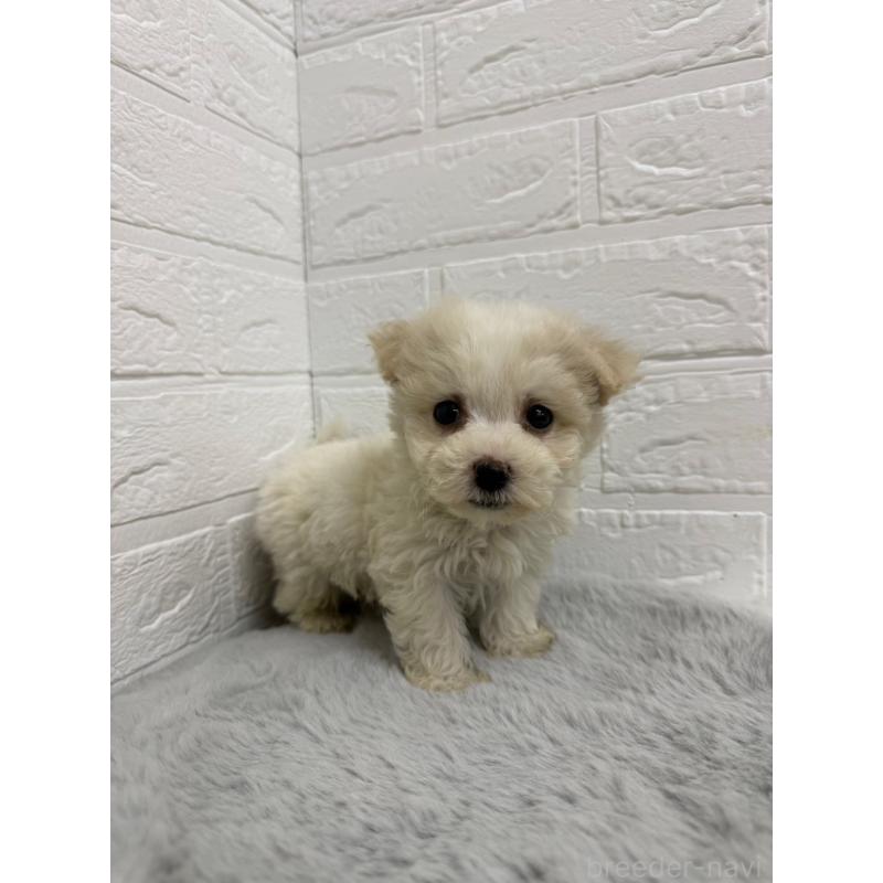 販売中の岡山県のビションフリーゼ-435362の9枚目