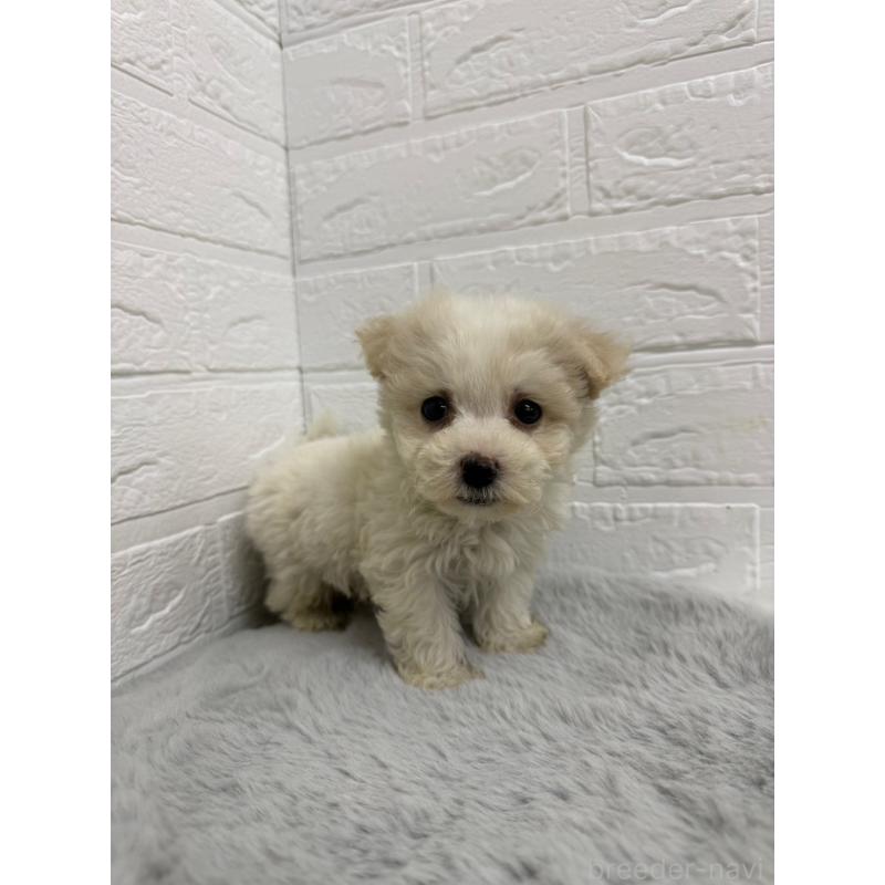 販売中の岡山県のビションフリーゼ-435362の8枚目