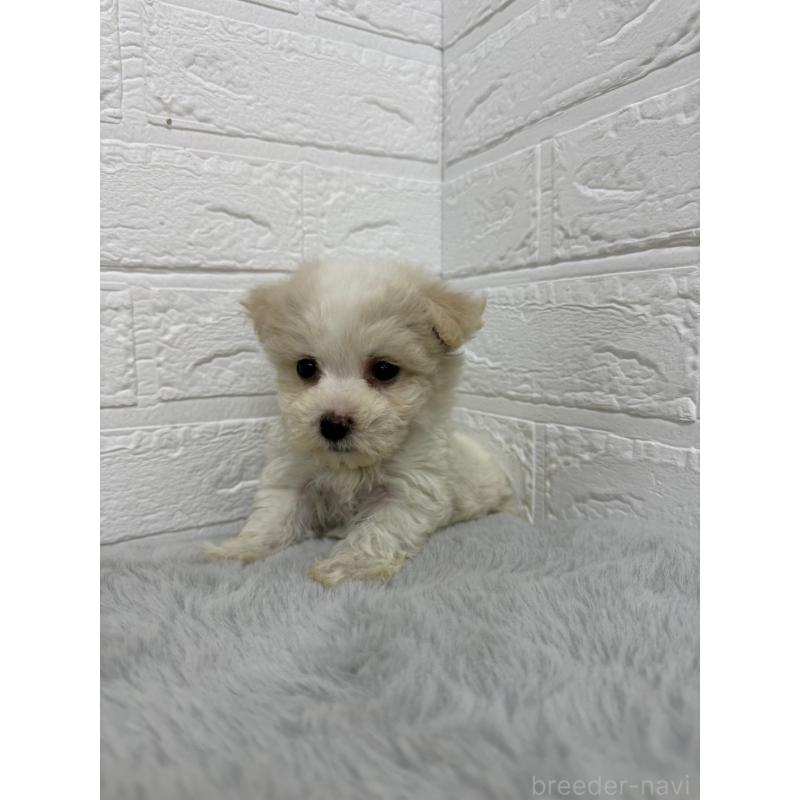 販売中の岡山県のビションフリーゼ-435362の7枚目