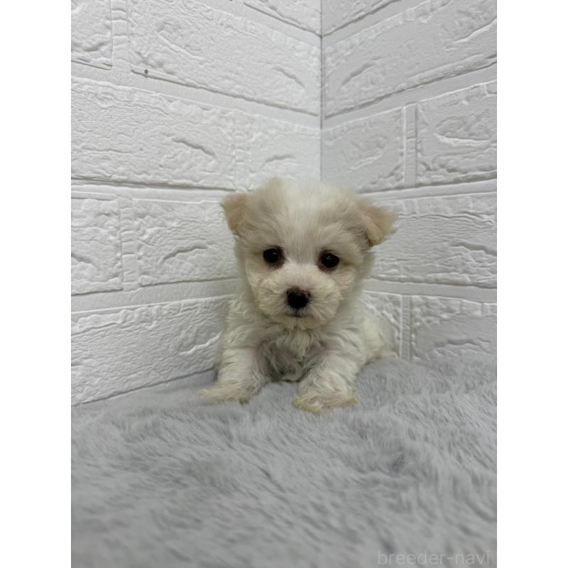 販売中の岡山県のビションフリーゼ-435362の6枚目