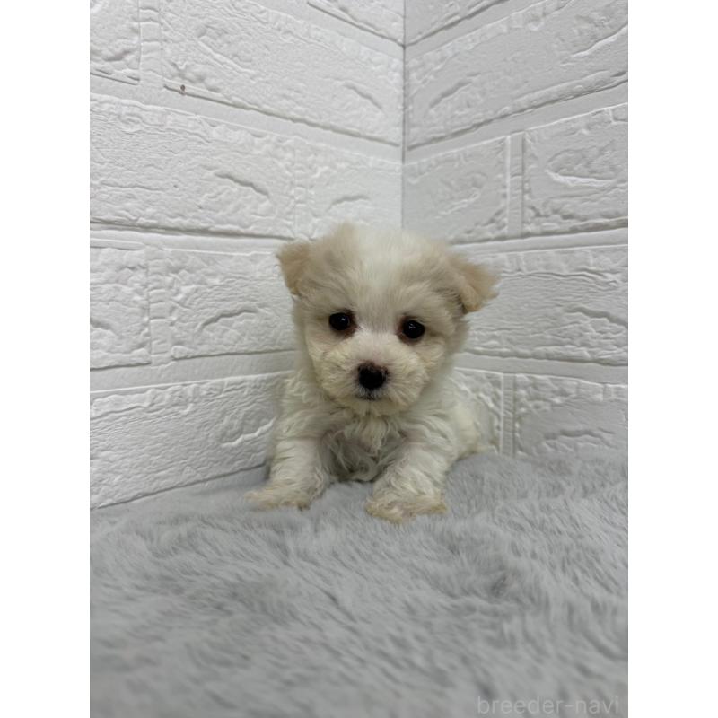 販売中の岡山県のビションフリーゼ-435362の5枚目