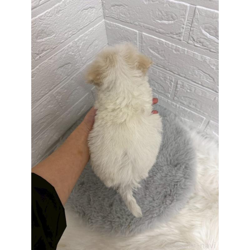 販売中の岡山県のビションフリーゼ-435362の4枚目