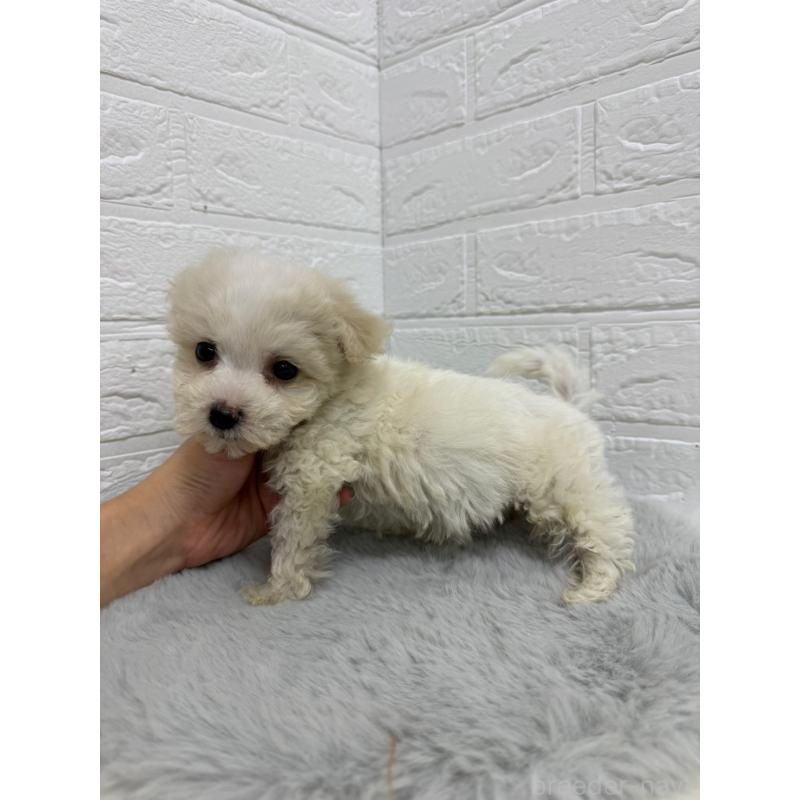 販売中の岡山県のビションフリーゼ-435362の3枚目