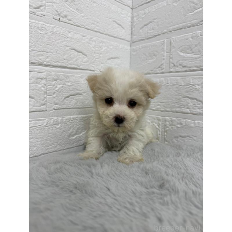 販売中の岡山県のビションフリーゼ-435362の2枚目