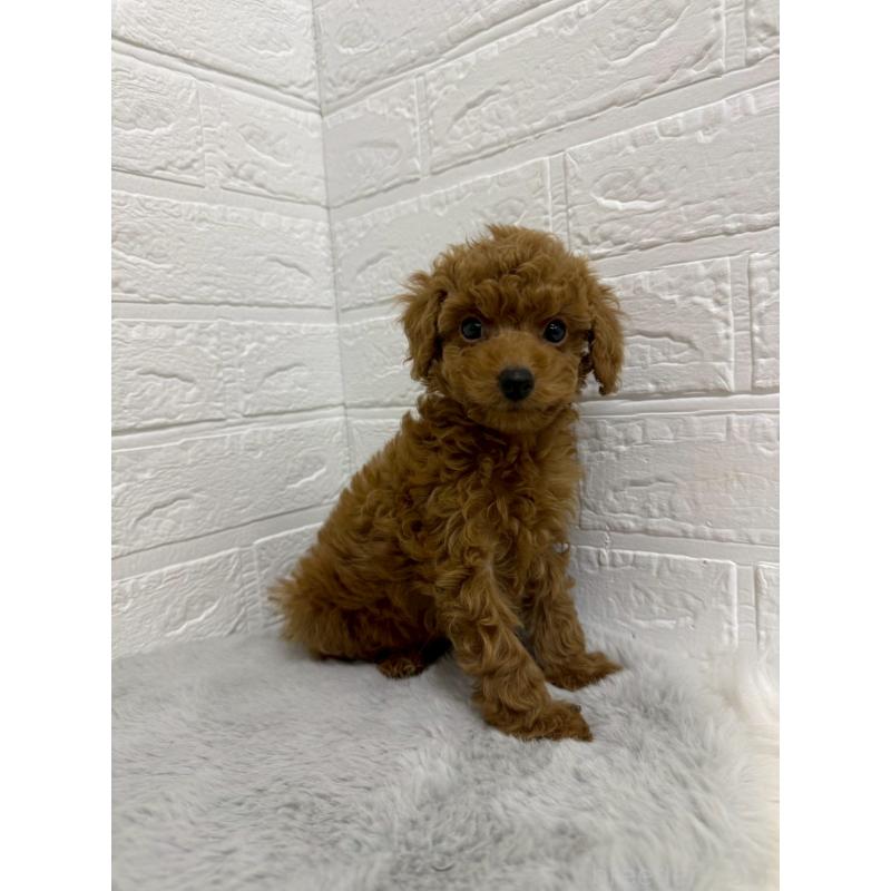 販売中の岡山県のタイニープードル-435363の11枚目