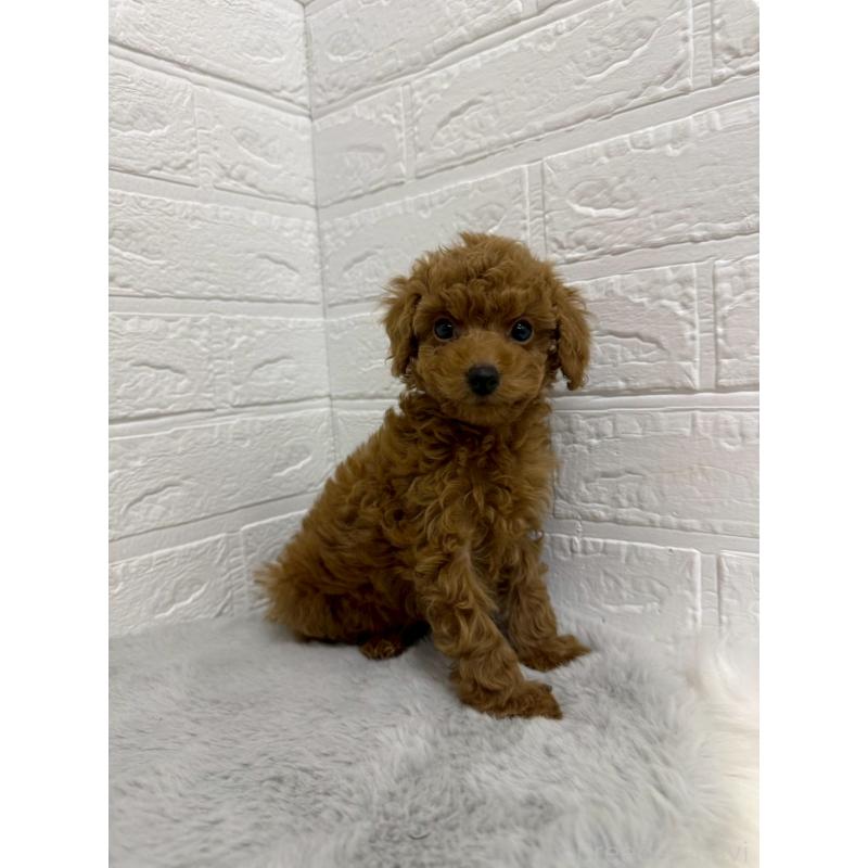 販売中の岡山県のタイニープードル-435363の10枚目