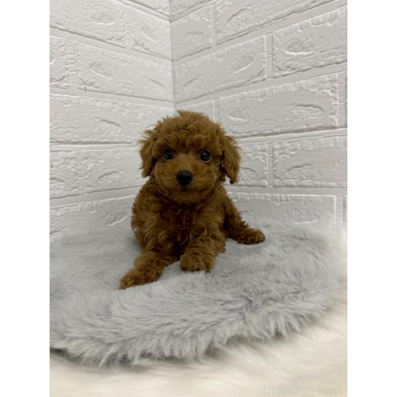 販売中の岡山県のタイニープードル-435363の9枚目