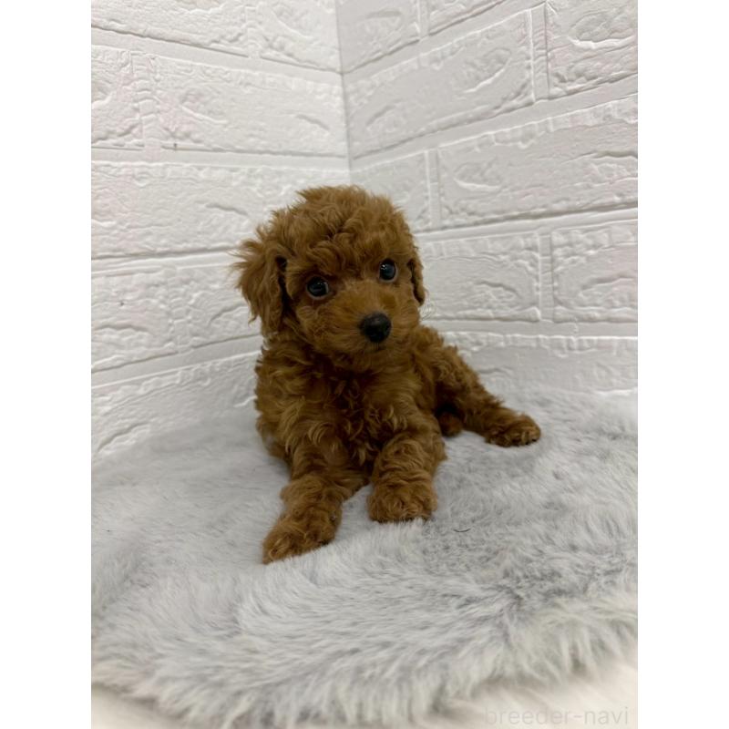 販売中の岡山県のタイニープードル-435363の8枚目