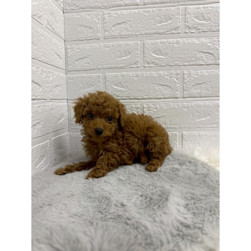 販売中の岡山県のタイニープードル-435363の7枚目