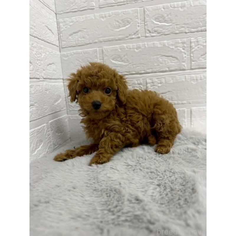 販売中の岡山県のタイニープードル-435363の4枚目