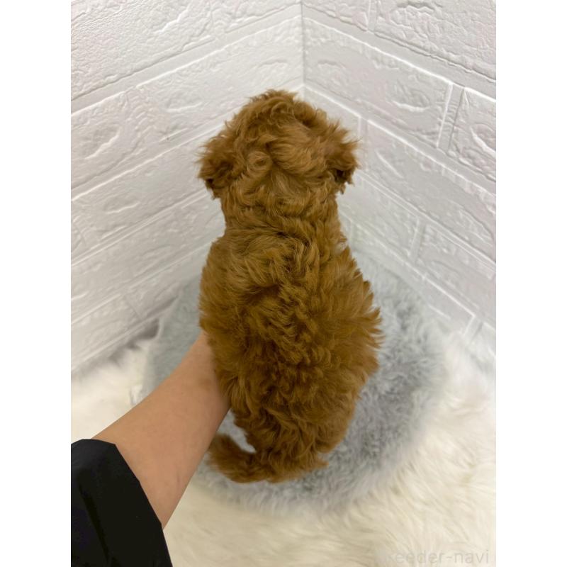 販売中の岡山県のタイニープードル-435363の3枚目